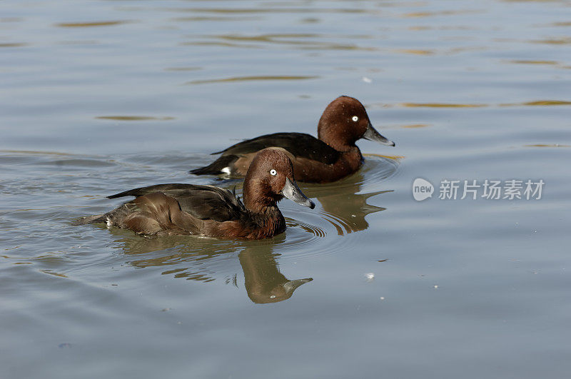 Ferruginous鸭子(Aythya nyroca)